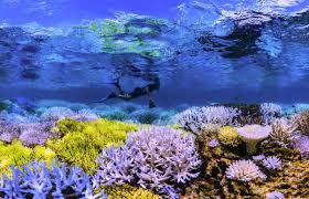 Connect With Nature: Chasing Coral